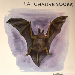 planche pédagogique la chauve-souris