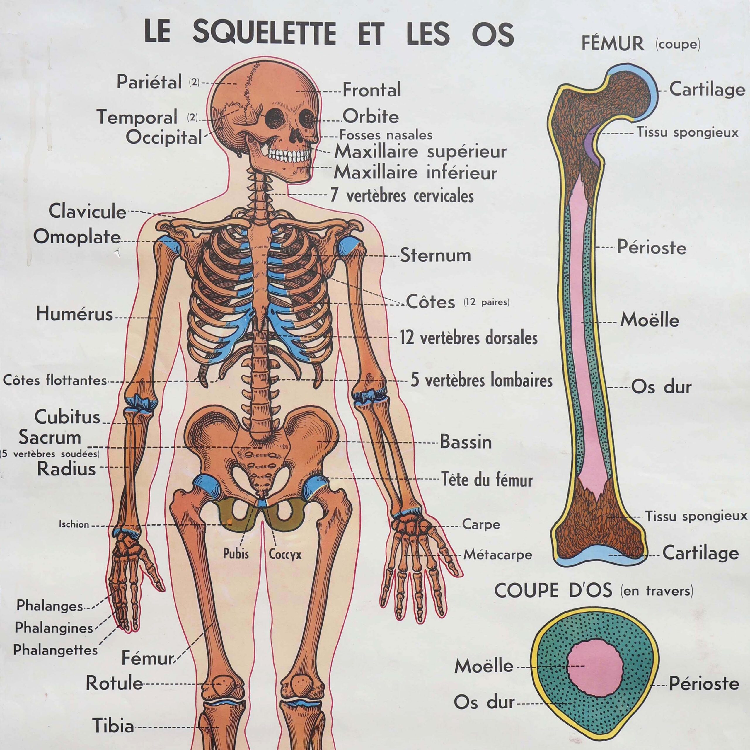 Squelette planche pédagogique scolaire murale années 1950.