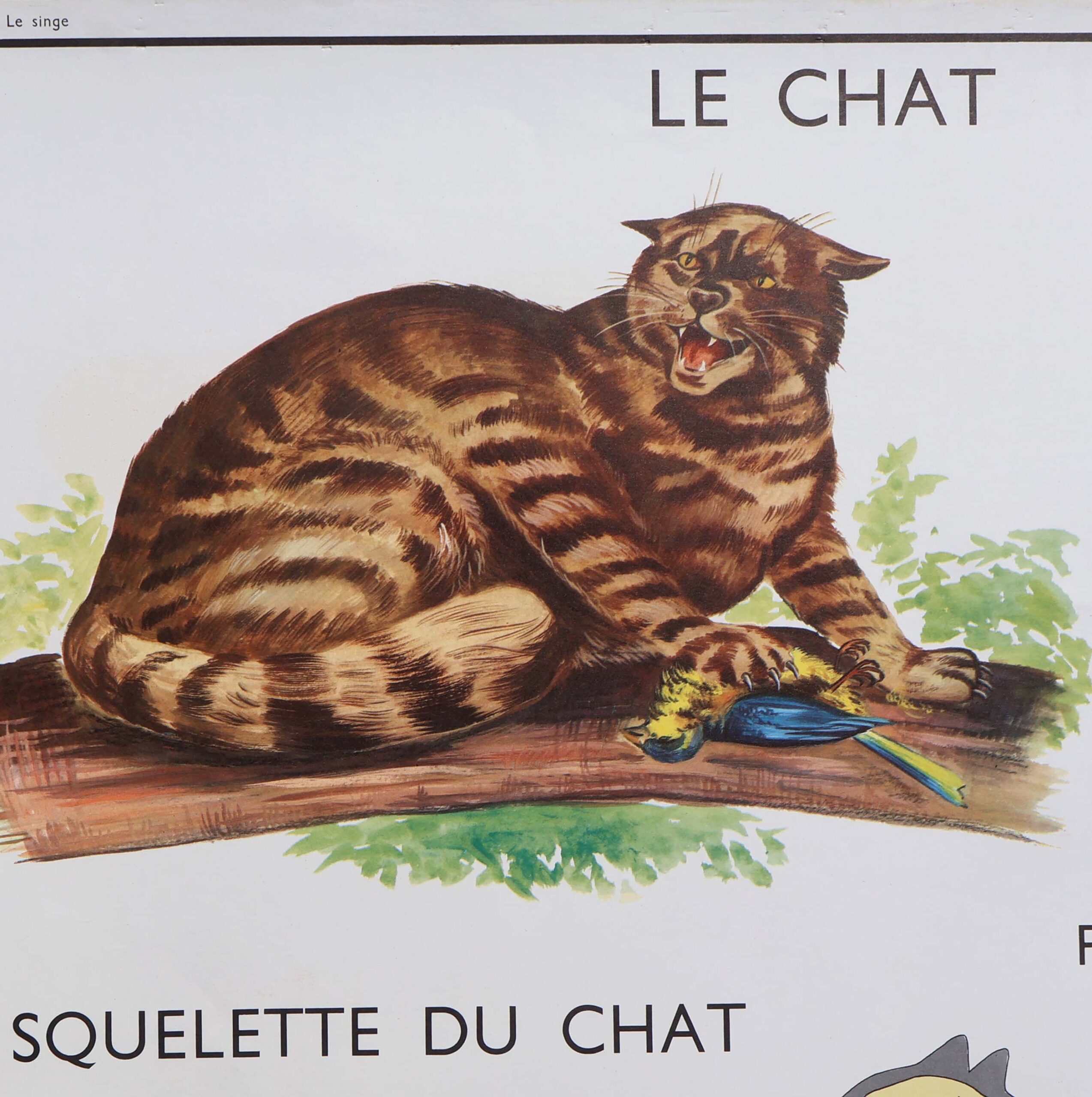 Le chat planche pédagogique 50s. Tableau d'élocution scolaire